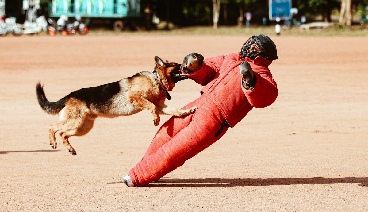 Köpek Saldırısına Uğradım: Tazminat Davası Açabilir miyim? - Ankara Avukat Hukuk Makaleleri