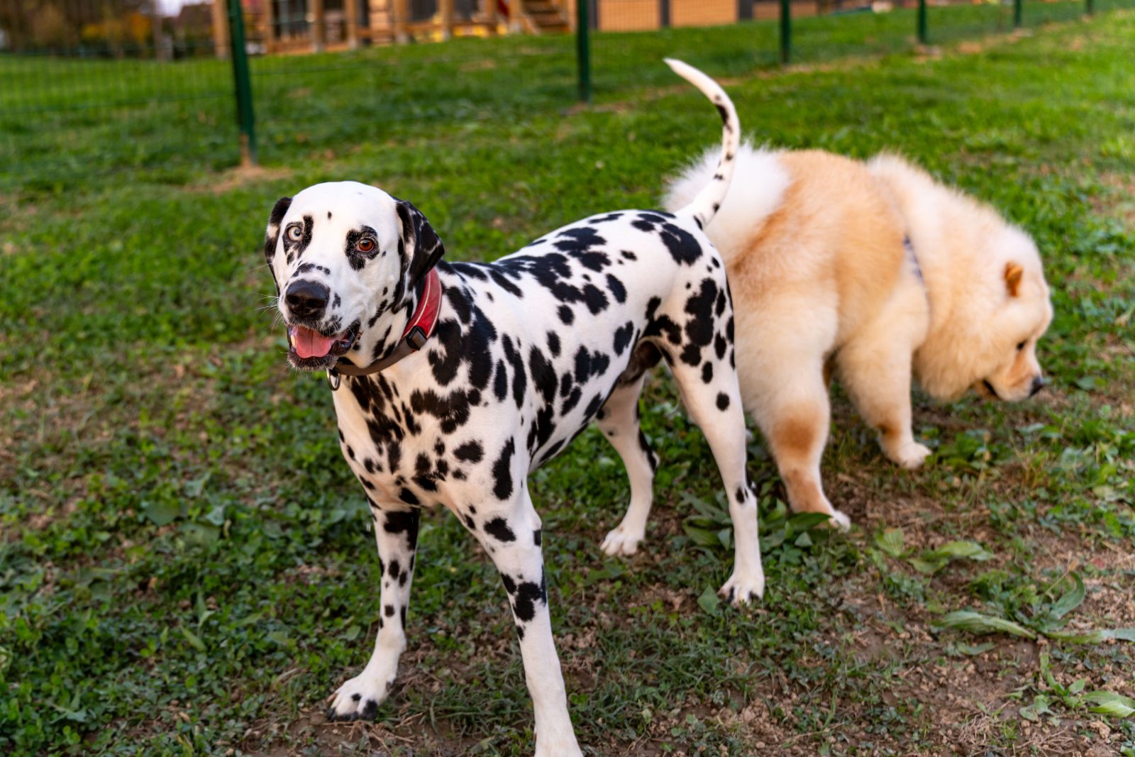 Ankara Köpek Isırması Tazminat Davası Avukatı | Hayvan Sahibi Sorumluluğu